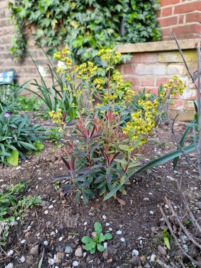 Martin's Spurge
