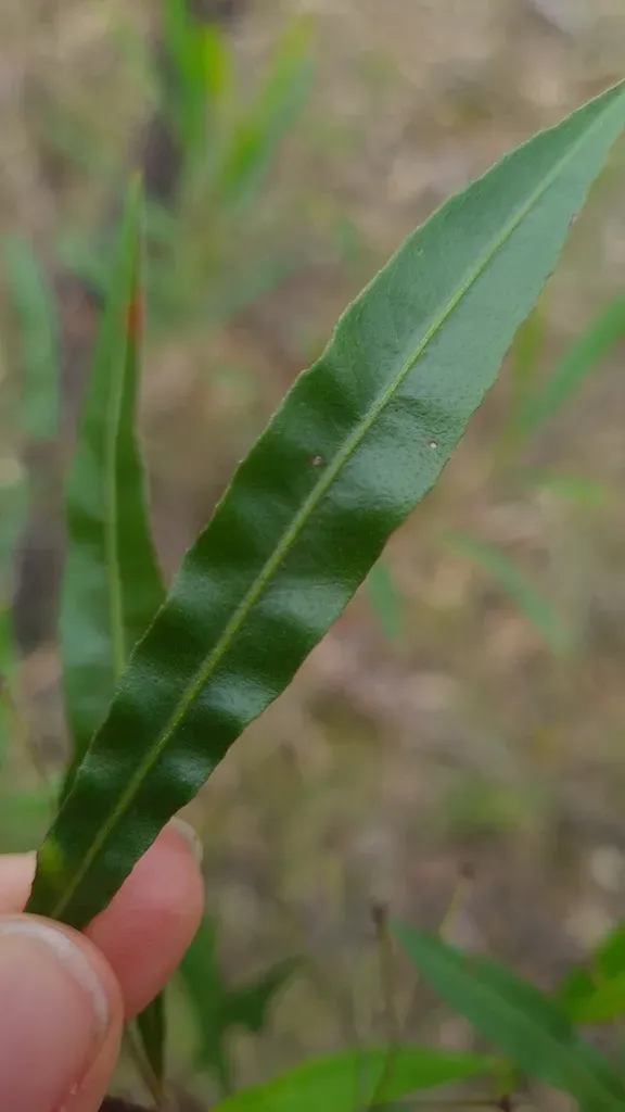 Dodonaea Truncatiales