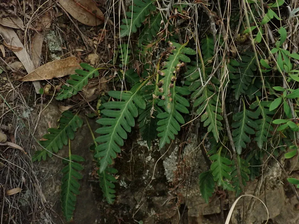 Pleopeltis Subvestita