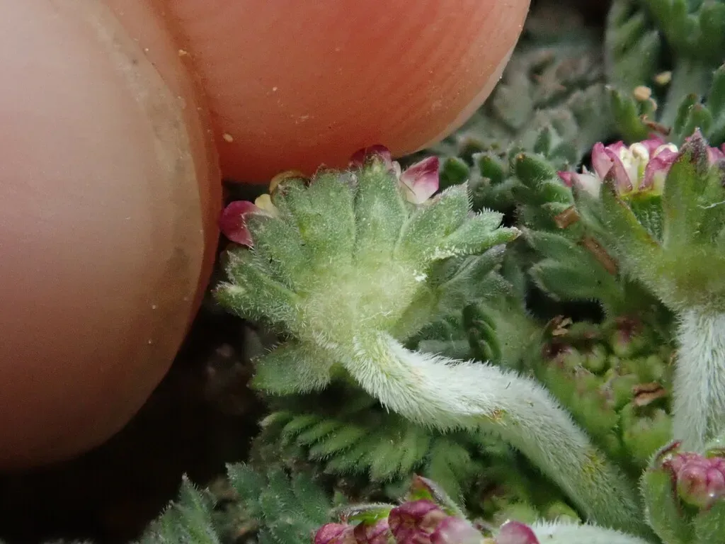 Chaerophyllum Andicola