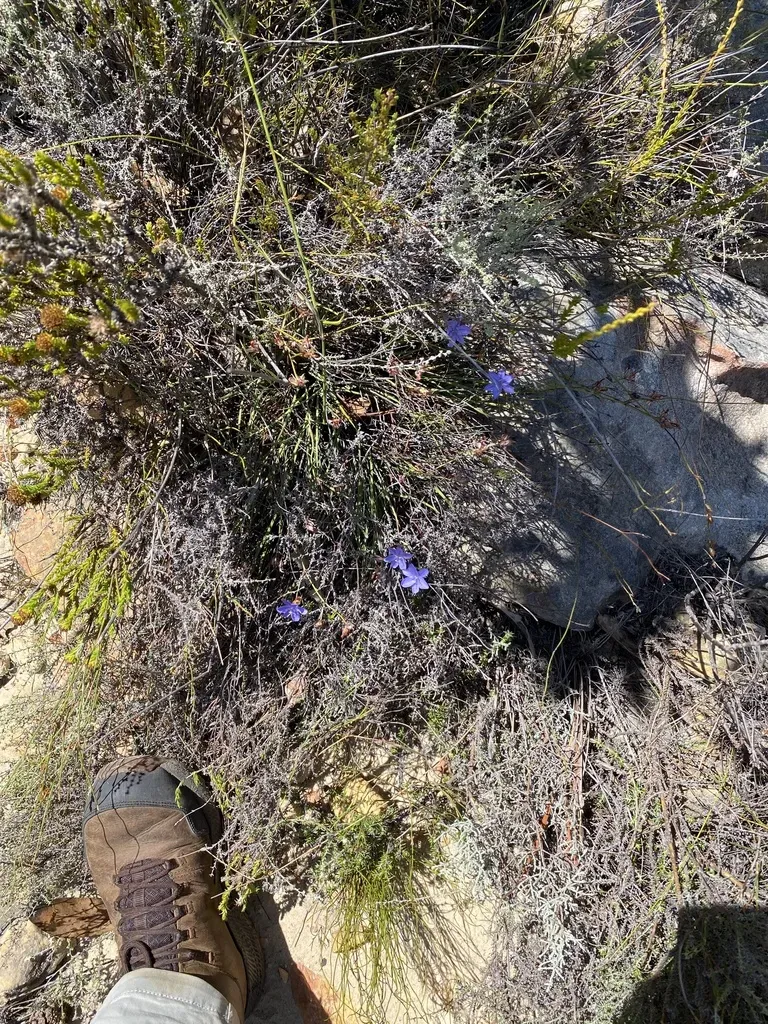 Windowfruit Capeblue