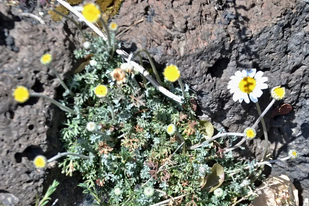 Etna Camomile
