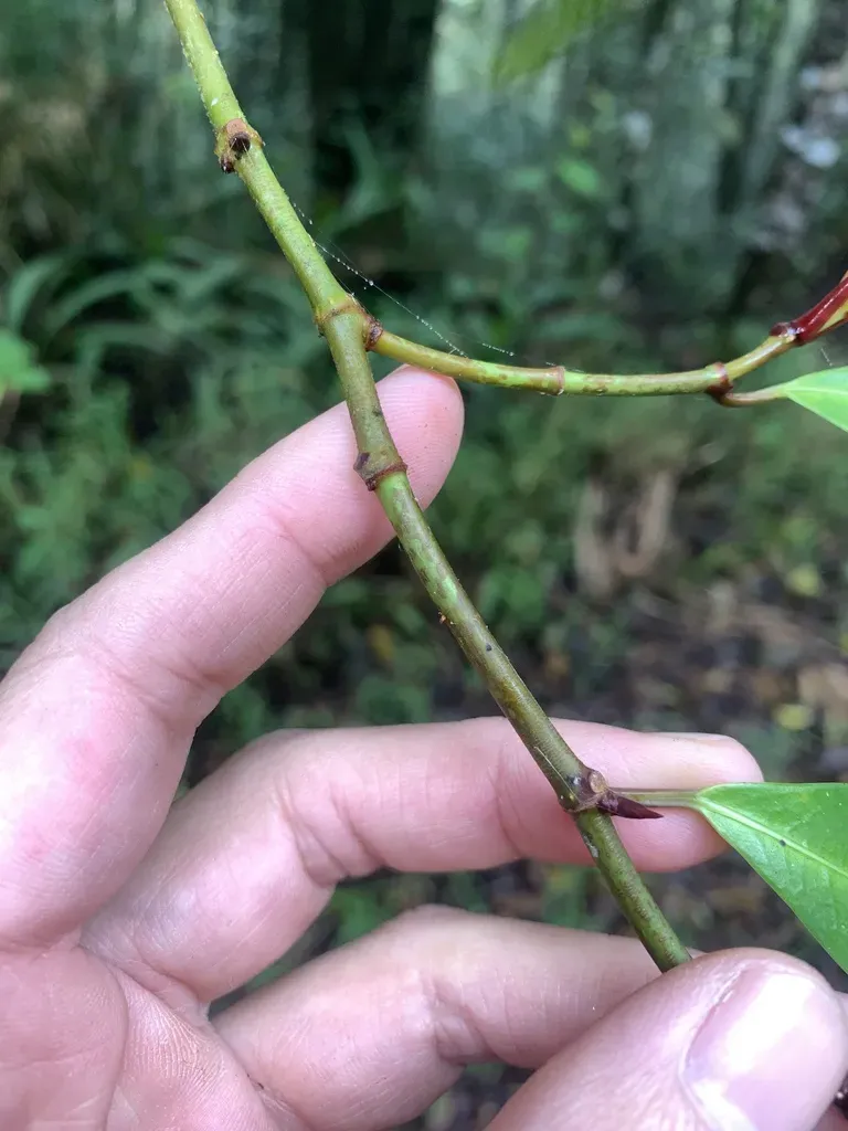 Ficus Tengerensis