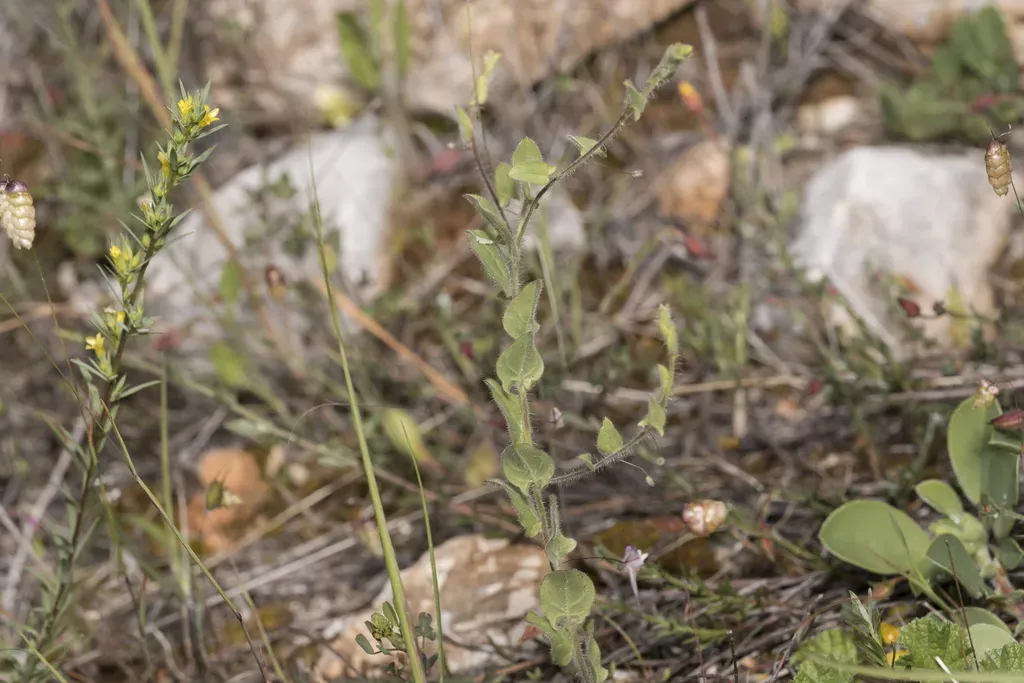 Mediterranean Fluellen