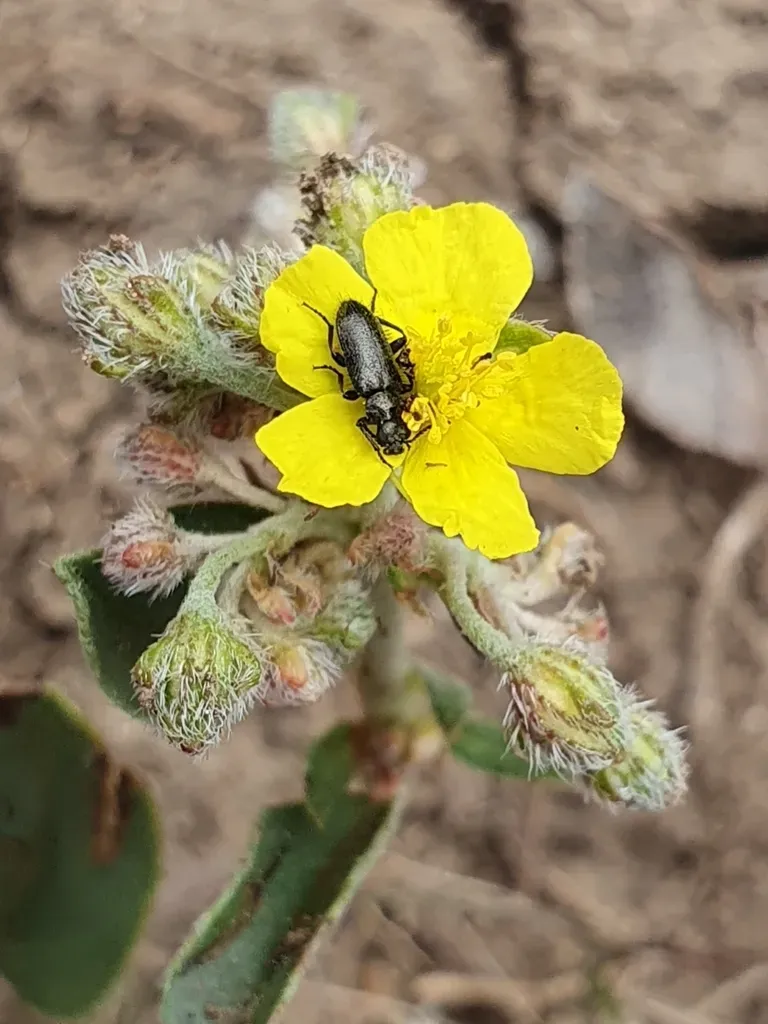 Gray Rockrose