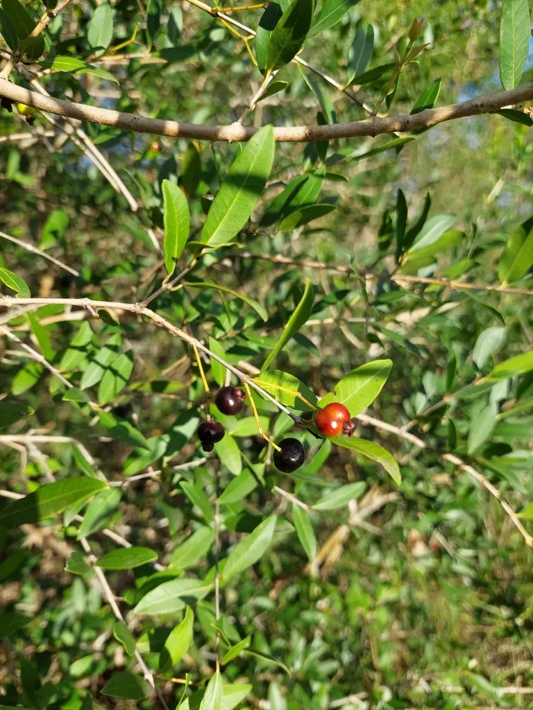 Myrcianthes Cisplatensis
