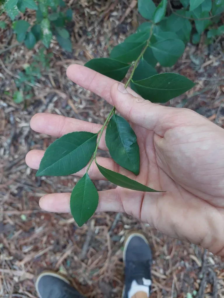 Ruprechtia Laxiflora