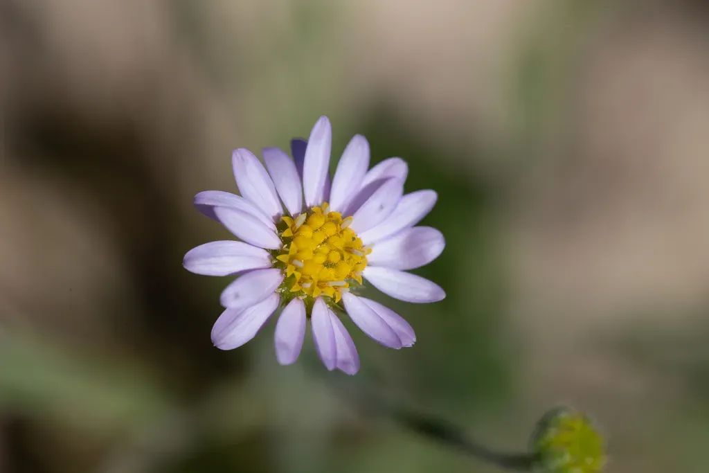 Calotis Xanthosioidea