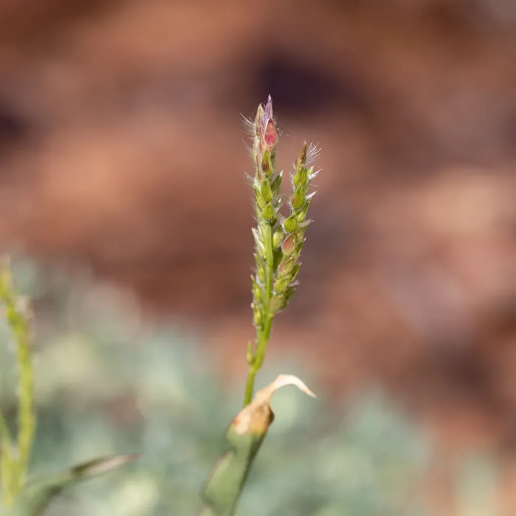 Urochloa Gilesii