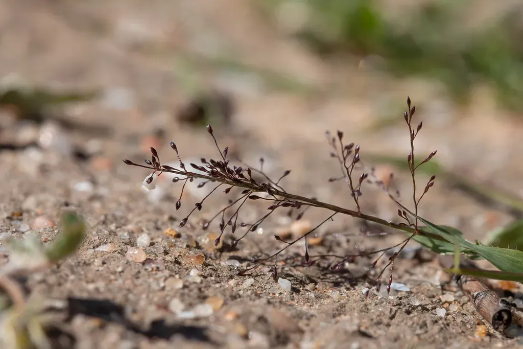 Sporobolus Australasicus