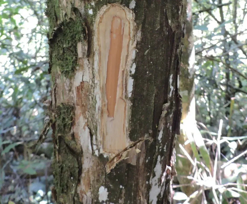 Campomanesia Guaviroba