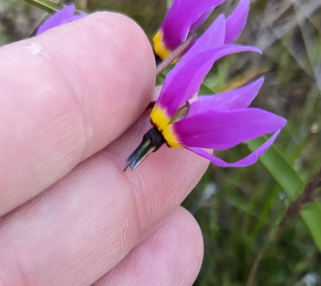 Poet's Shooting Star