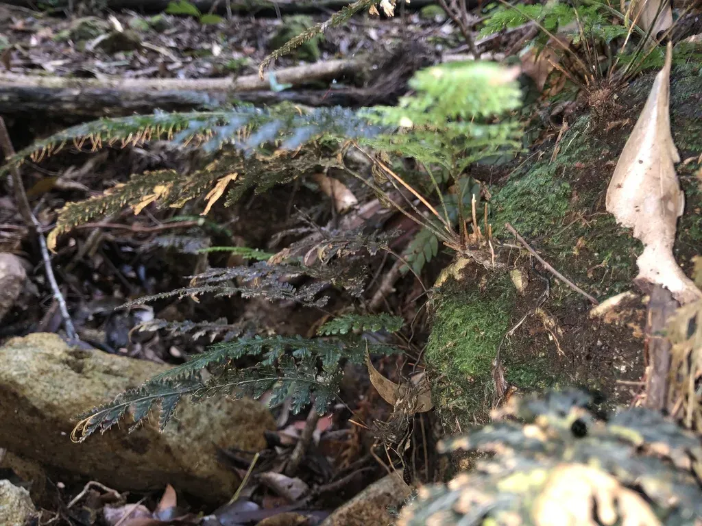 Abrodictyum Obscurum