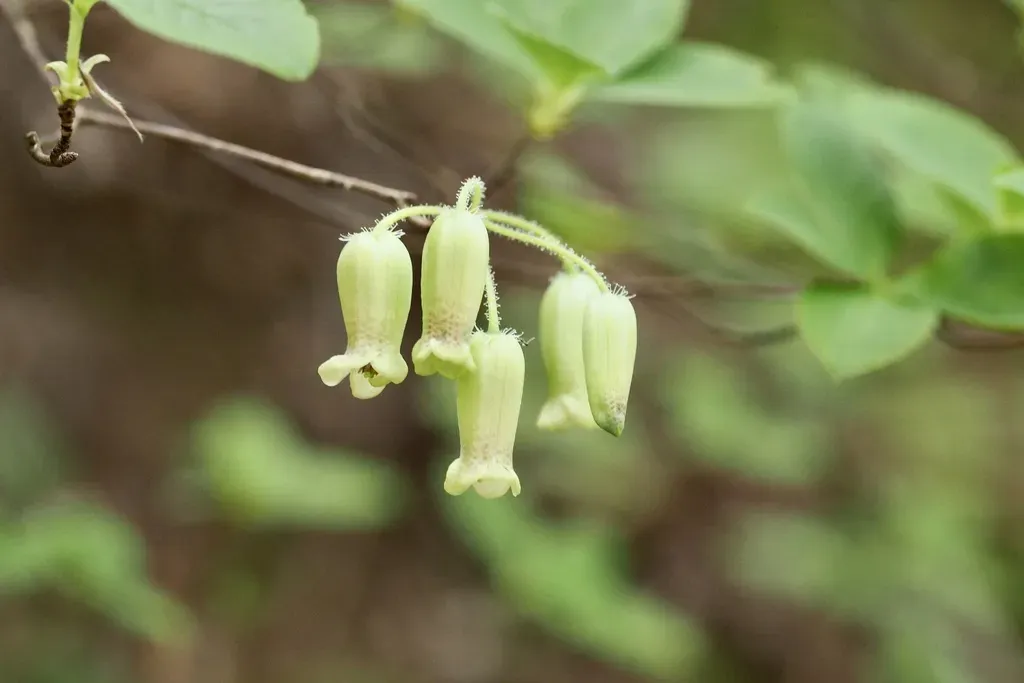 Rhododendron Benhallii
