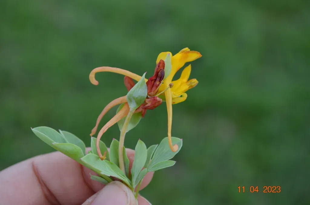 Corydalis Sewerzowii
