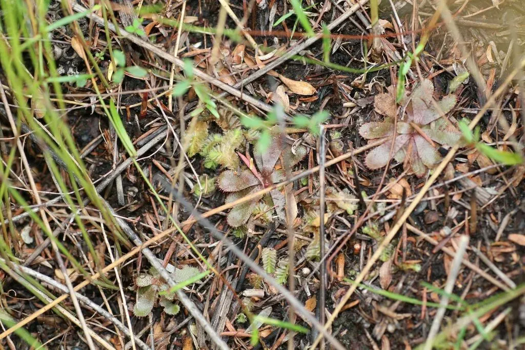 Drosera Hamiltonii