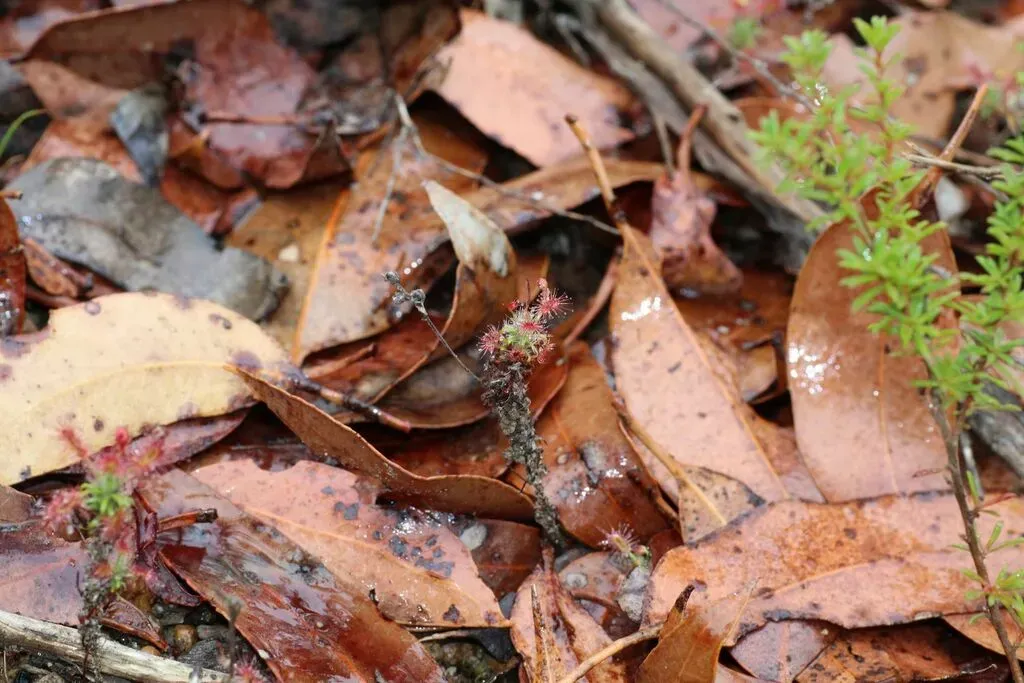 Drosera Lasiantha