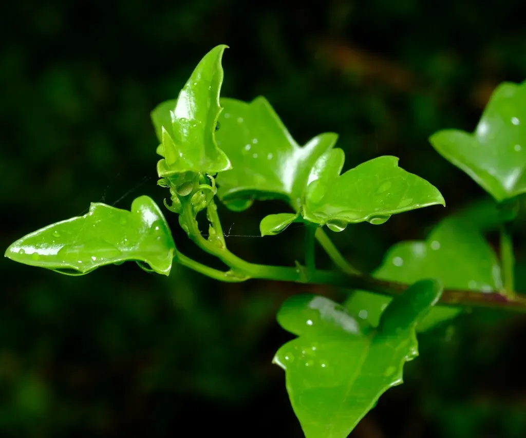 Cape Ivy