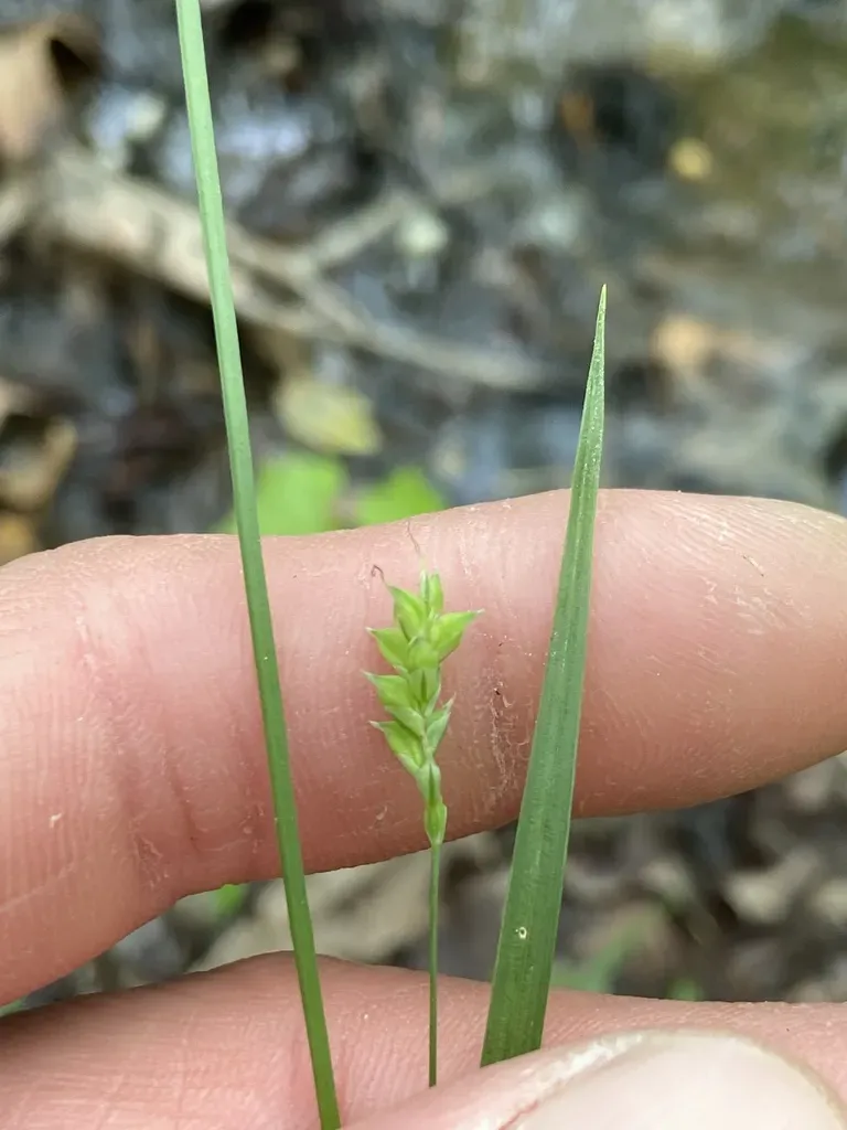 Bent Sedge