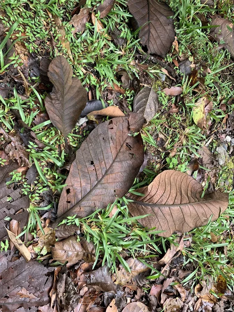 Artocarpus Odoratissimus