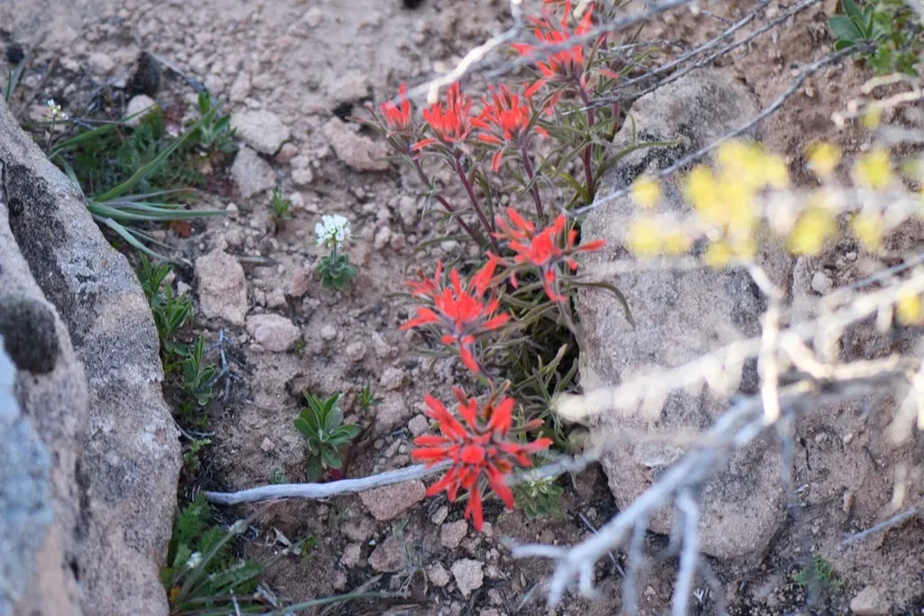 Rough Indian Paintbrush