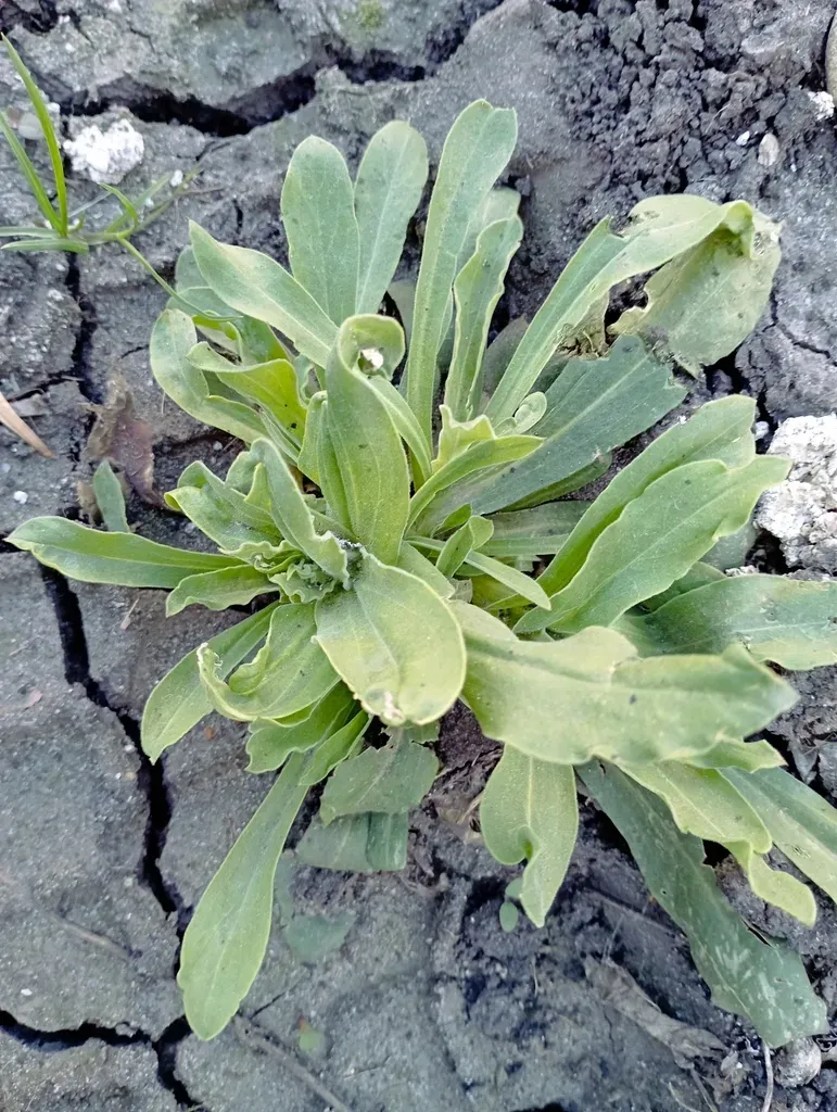 Perfoliate Baby's Breath