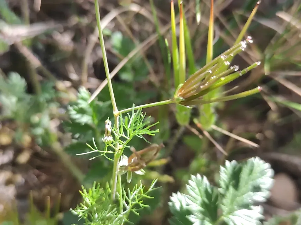 Southern Shepherd's-needle