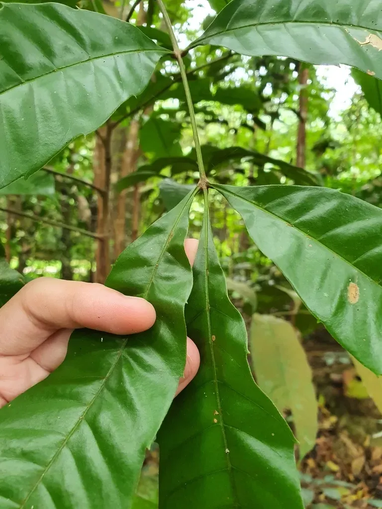 Paranephelium Macrophyllum