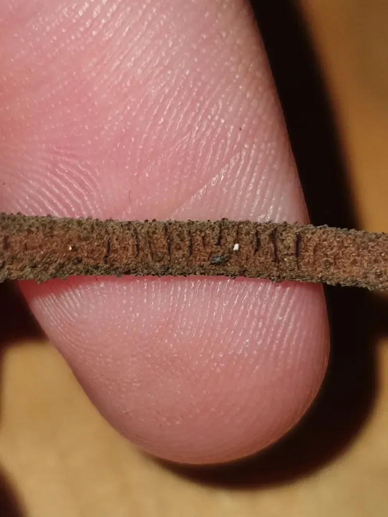 Anisoptera Megistocarpa