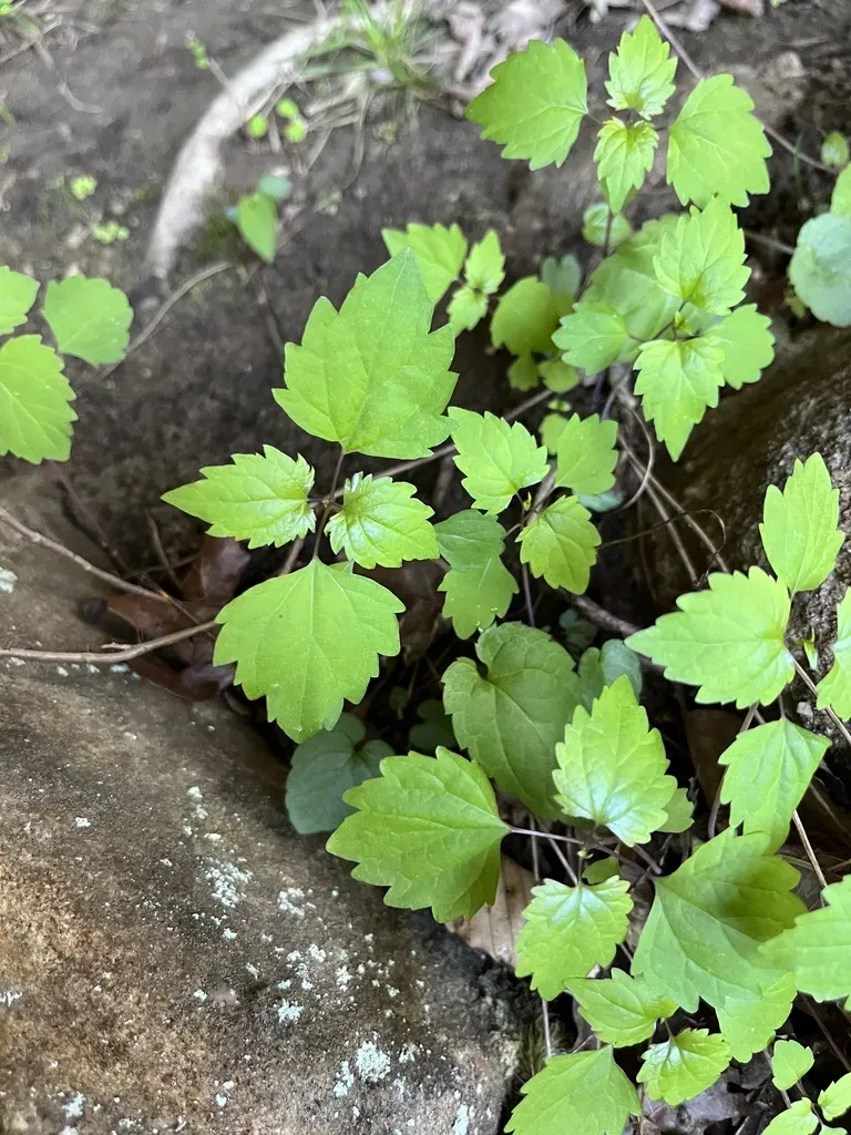Rockhouse White Snakeroot