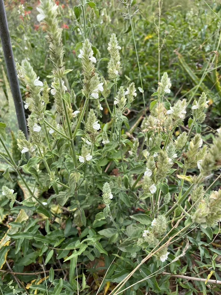 Isoglossa Glandulosissima