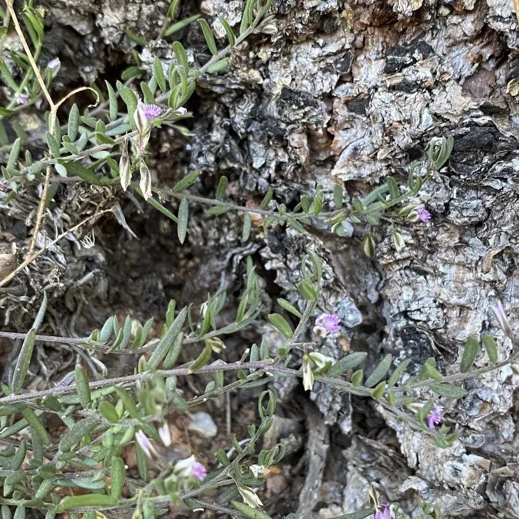 Rock Milkwort