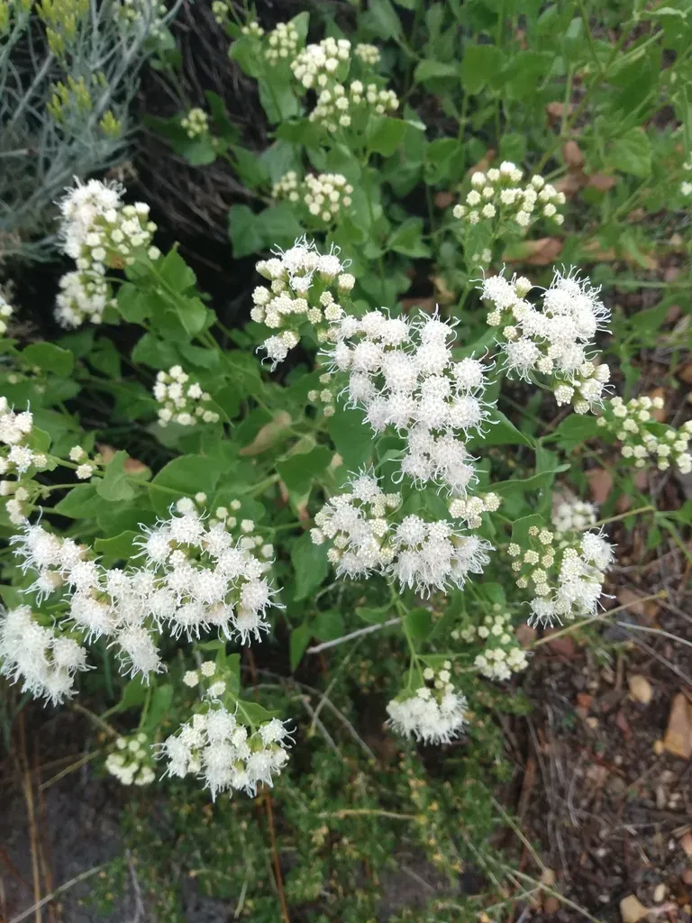 Fragrant Snakeroot