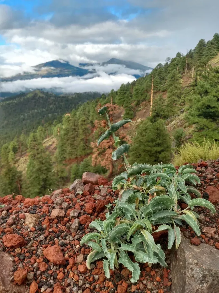 Sunset Crater Beardtongue