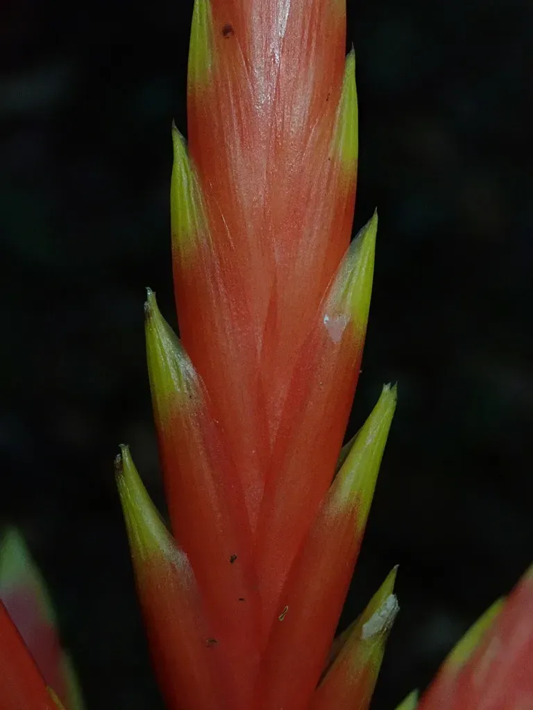 Cipuropsis Zamorensis
