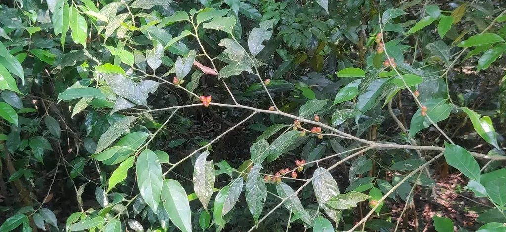 Aporosa Indoacuminata