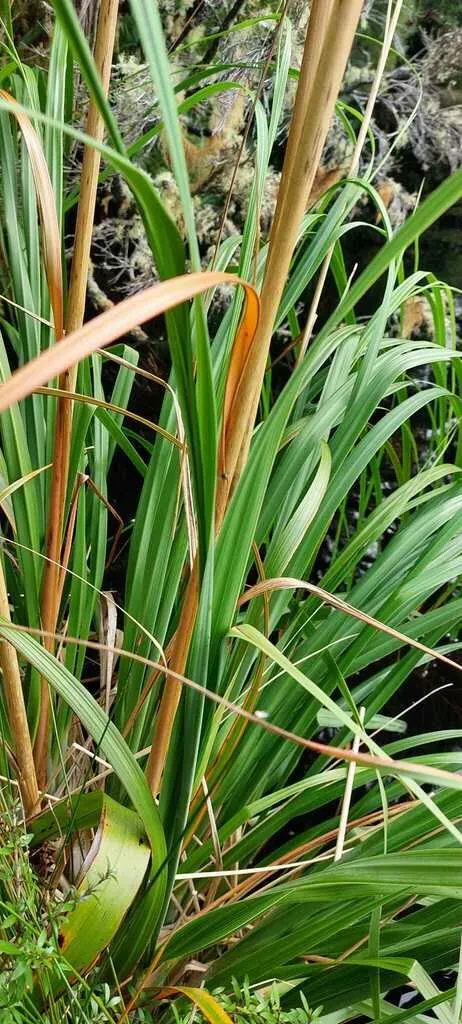 Chatham Island Toetoe