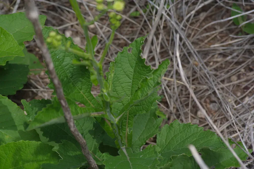 Texas Crownbeard