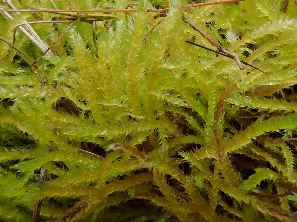 Indian Feather-moss