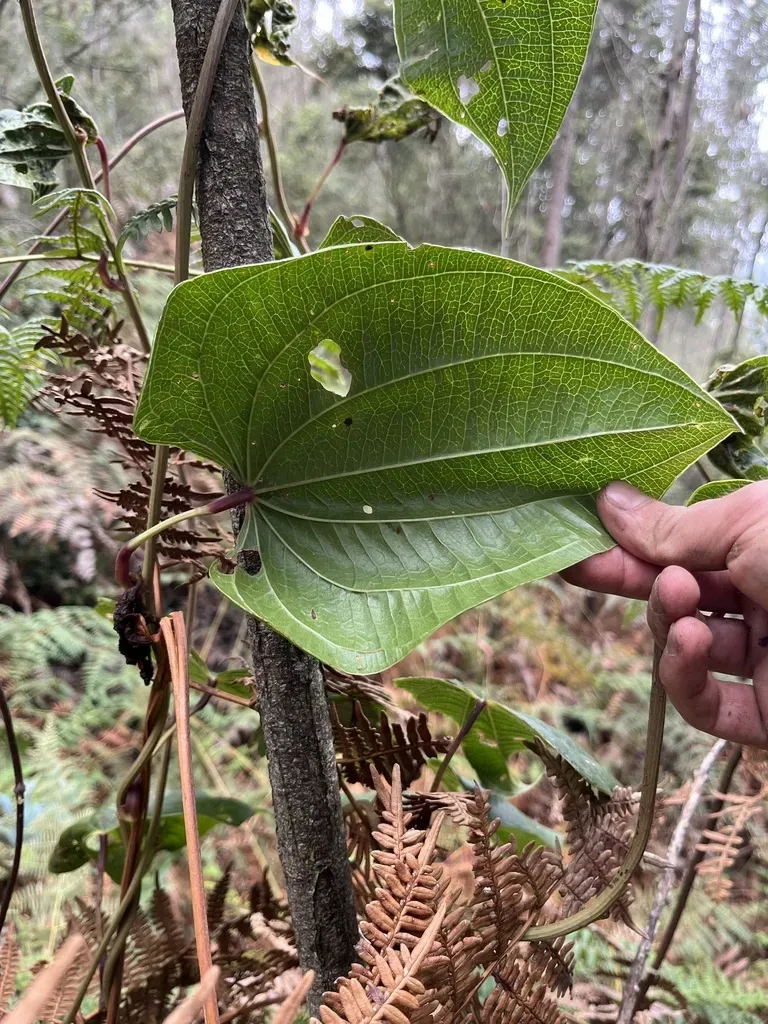 Dioscorea Lehmannii