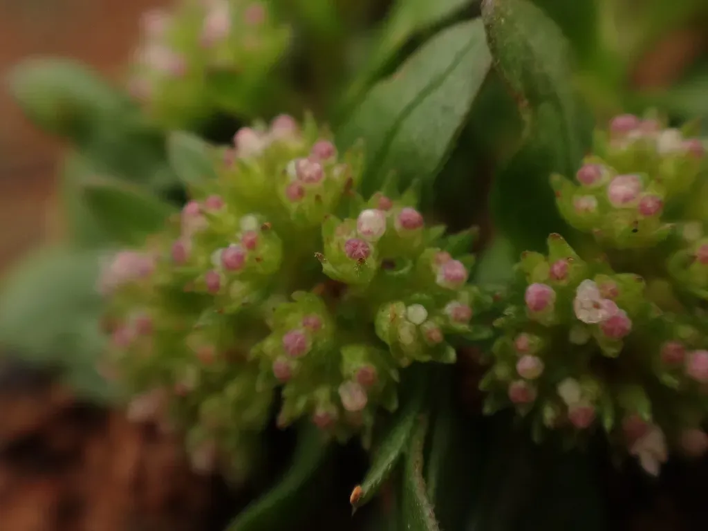 Valerianella Microcarpa