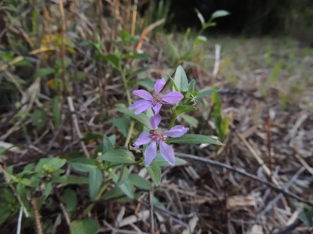 Cuphea Campylocentra