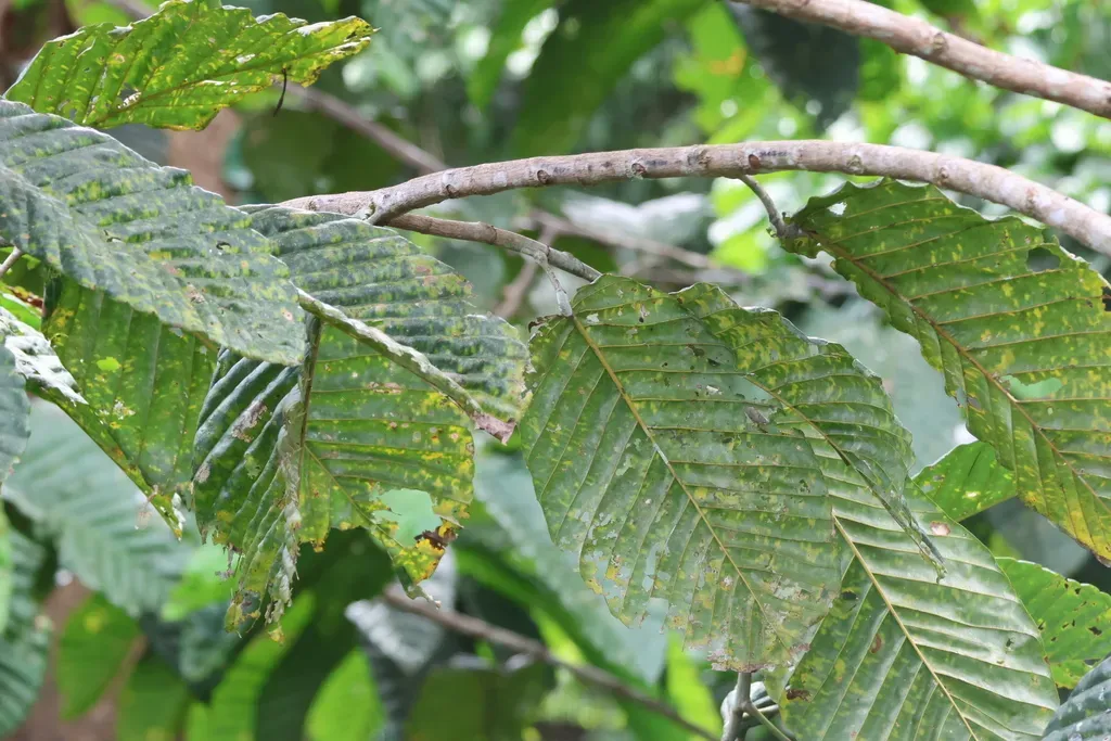 Dipterocarpus Applanatus