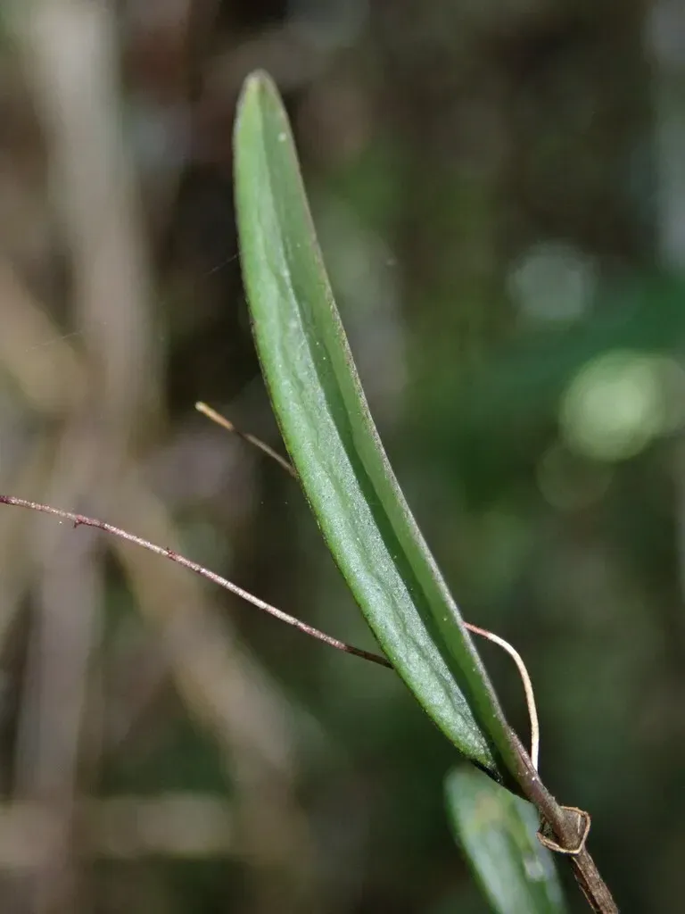 Lepanthopsis Acetabulum