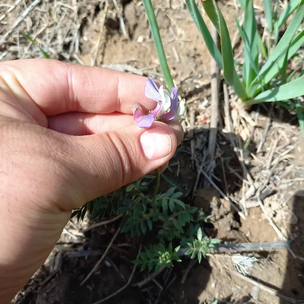 Vicia Subvillosa