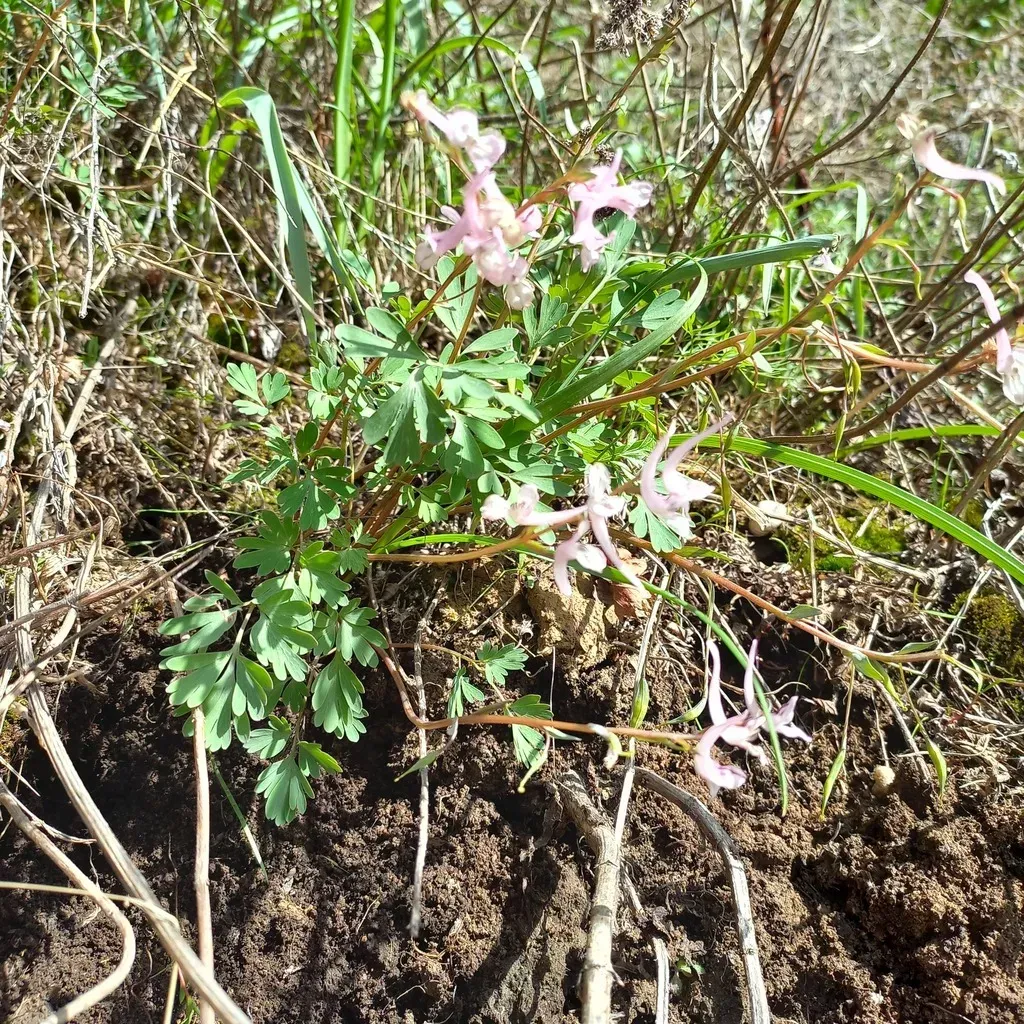 Corydalis Glaucescens