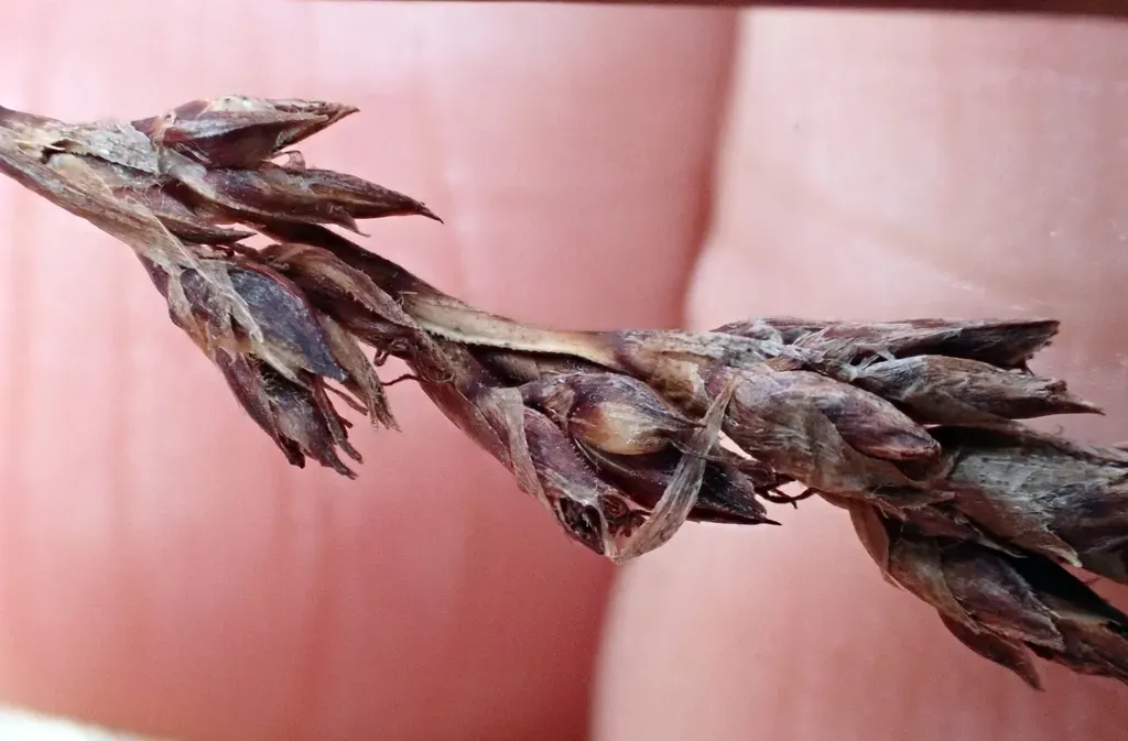 Machaerina Arthrophylla