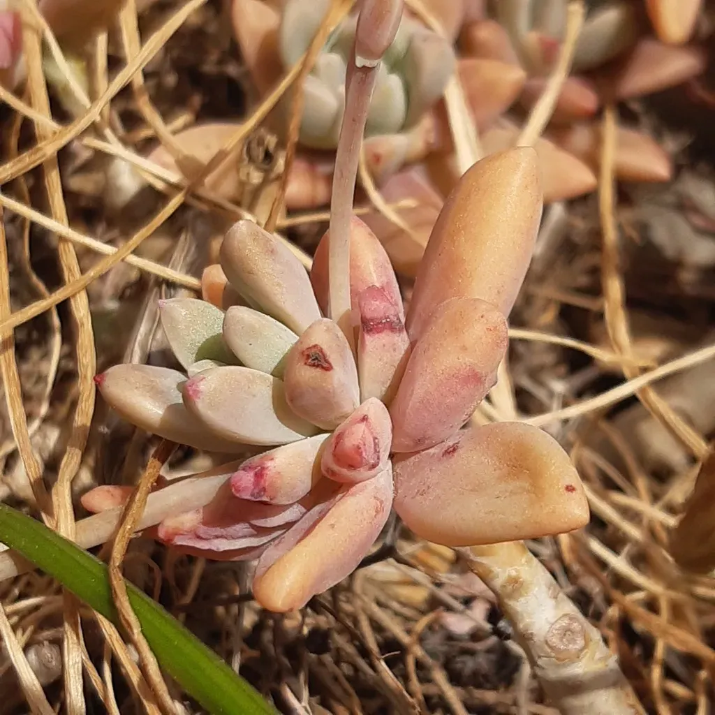 × Graptosedum