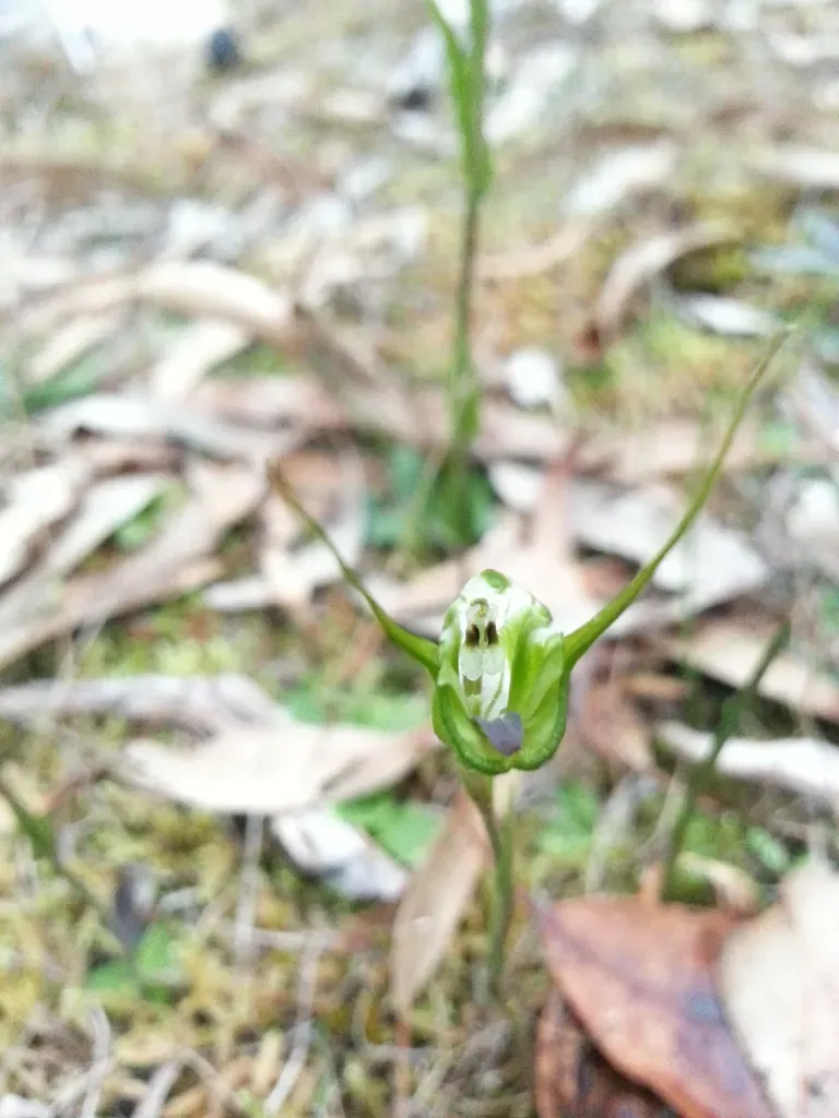 Hindmarsh Valley Greenhood