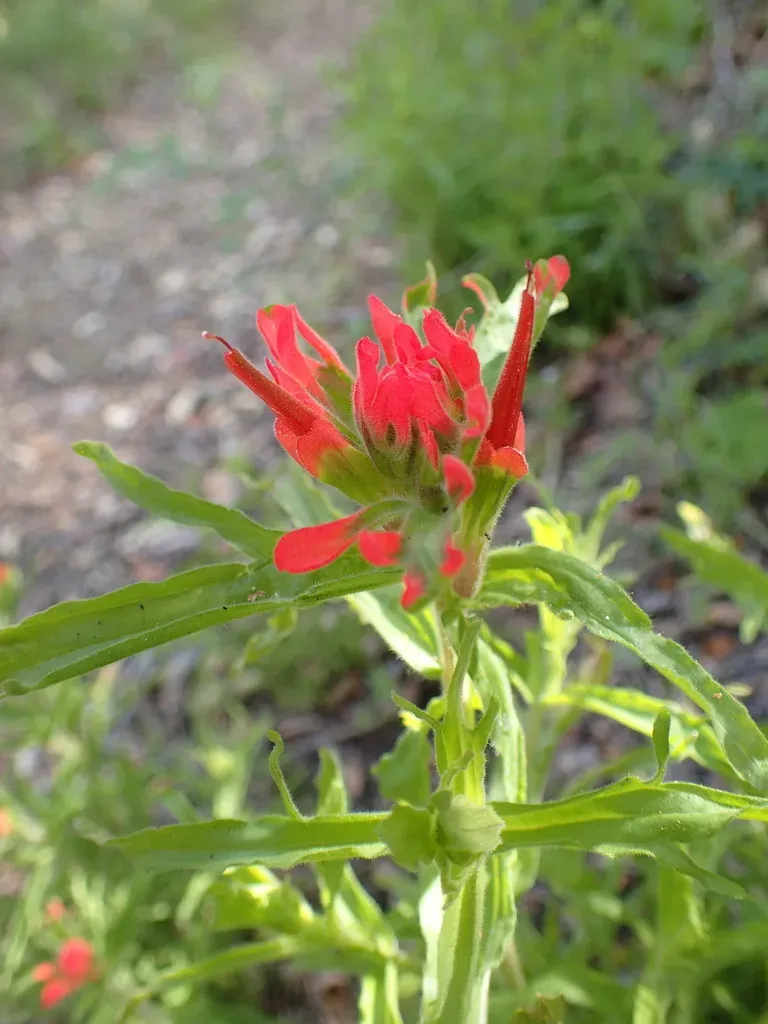 Martin's Indian Paintbrush